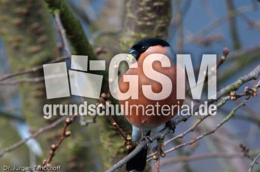 Gimpel (39 von 40).jpg